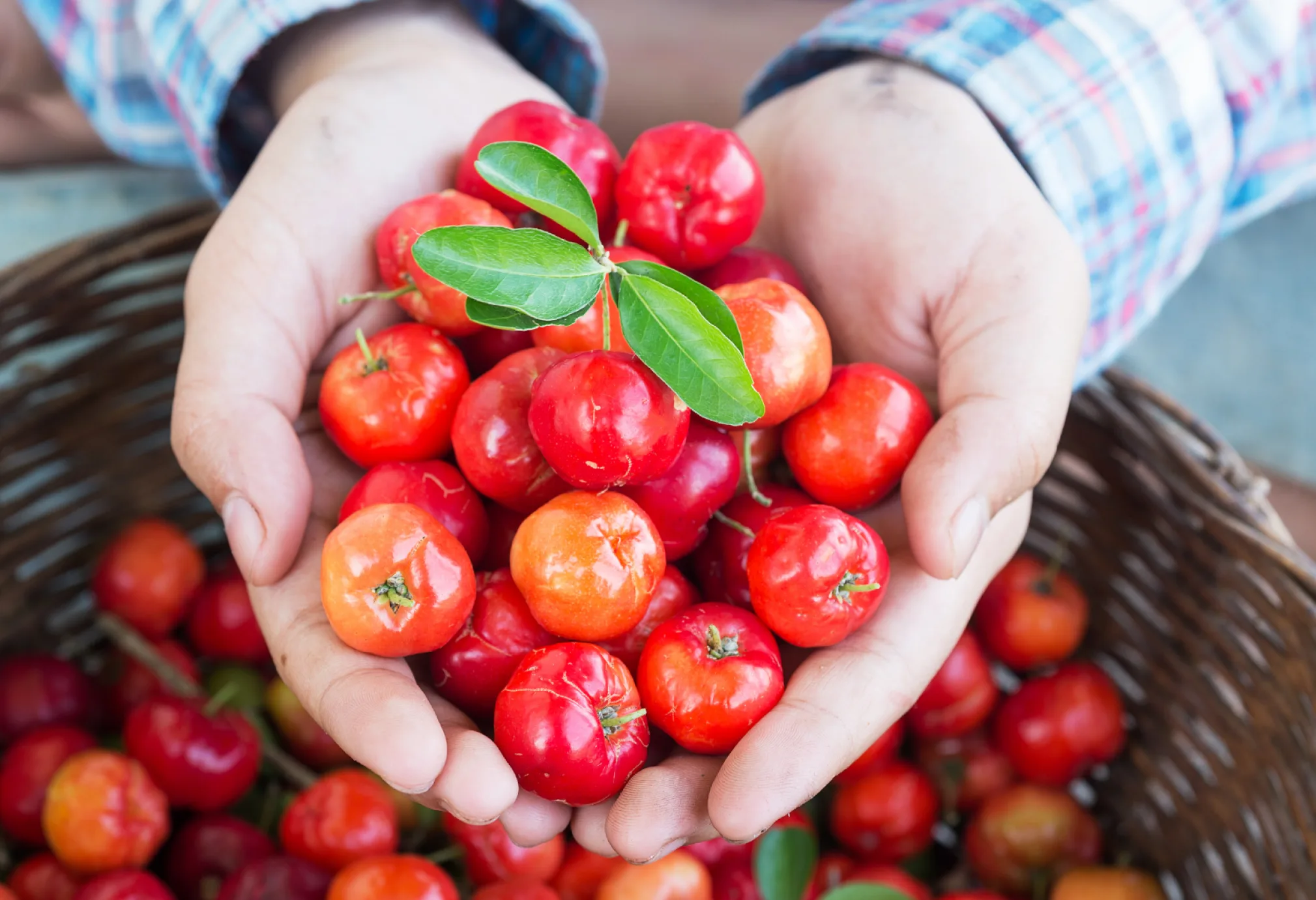 A Importância do Suco de Acerola e Sua Polpa