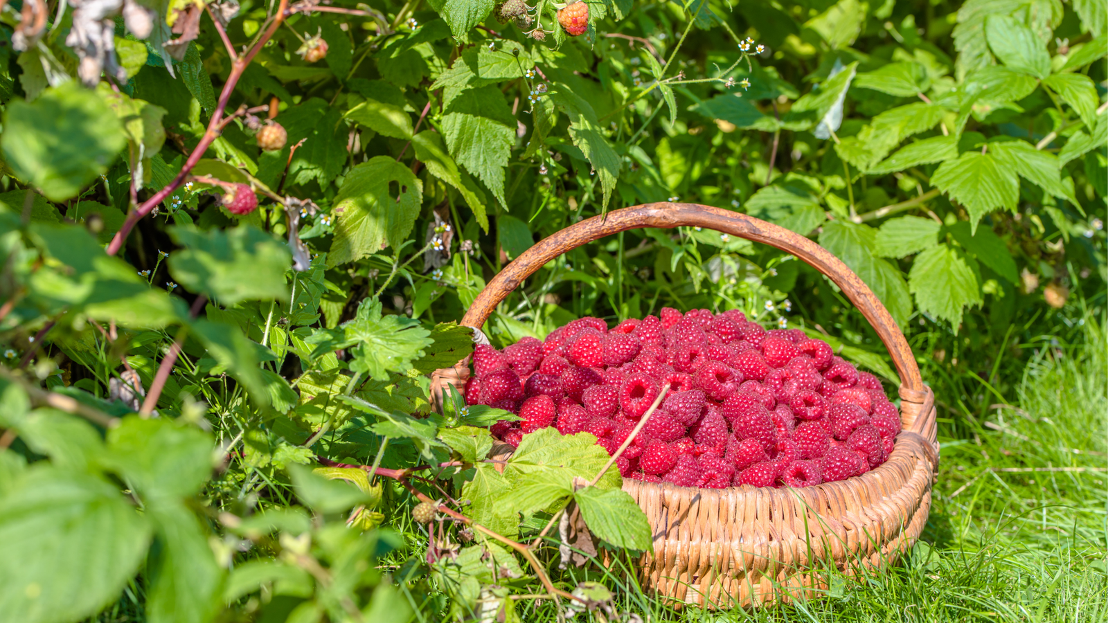 Polpa de Fruta Clean Label: O Insumo Estratégico B2B